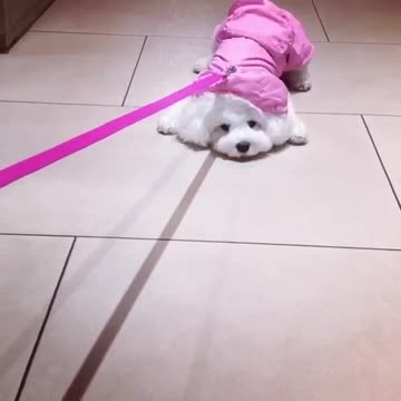 Dog doesn’t want to go out