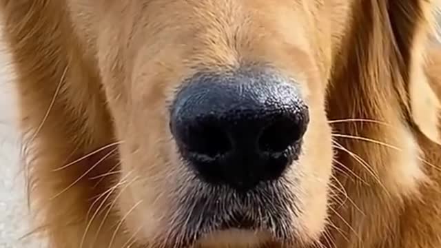 Very funny dog video #shorts