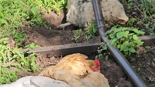 OMC! Dirt bath and relax - Another angle on the chicken action! #chickens #dirt #bathing #shorts