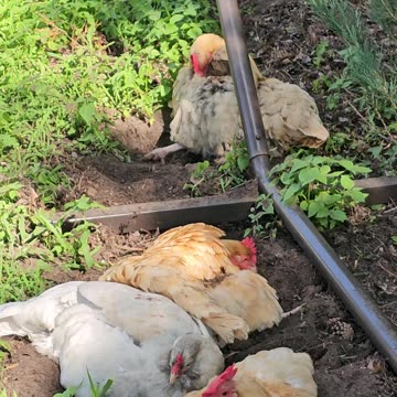 OMC! Dirt bath and relax - Another angle on the chicken action! #chickens #dirt #bathing #shorts