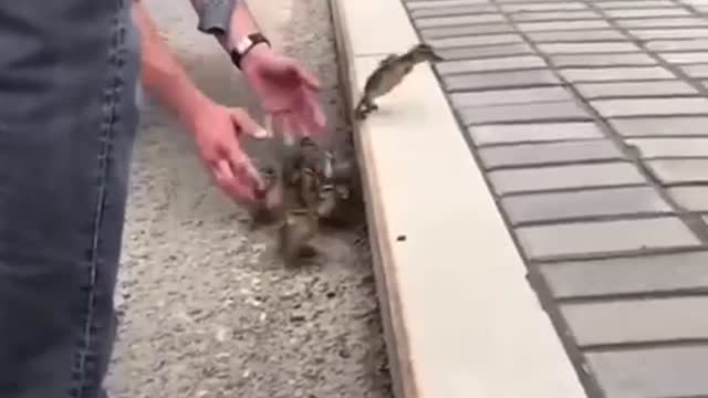Watch the duck