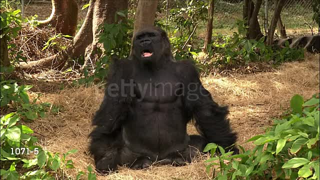 Gorilla dancing in enclosure