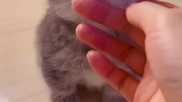 #cat #kitten