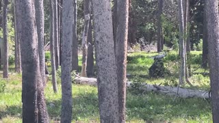 Famous Grizzly Bear Mama Crosses Park Road with Her Four Cubs