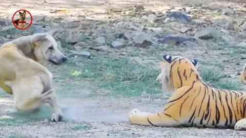 Troll Prank Dog,Fake Snake Vs Monkeys and Big Fake Lion Dog Prank Must Watch Funny Video - Troll Dog