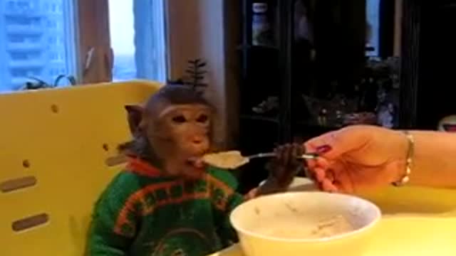 monkey learns to eat with a spoon