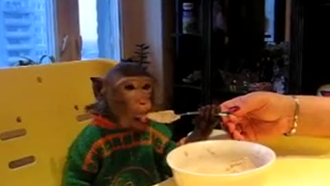 monkey learns to eat with a spoon