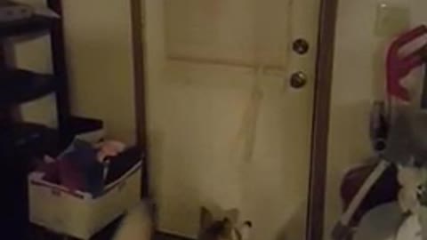Puppy greeting