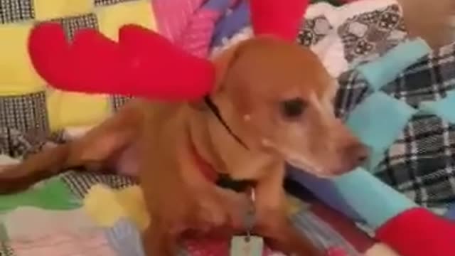 A Christmas "CHI"