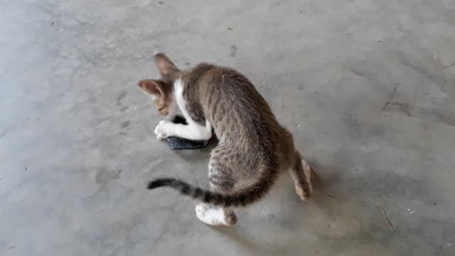 MY FUNNY CAT PLAYING ON INDOOR. FUNNY PET ANIMAL VIDEOS .FUNNY CAT VIDEOS
