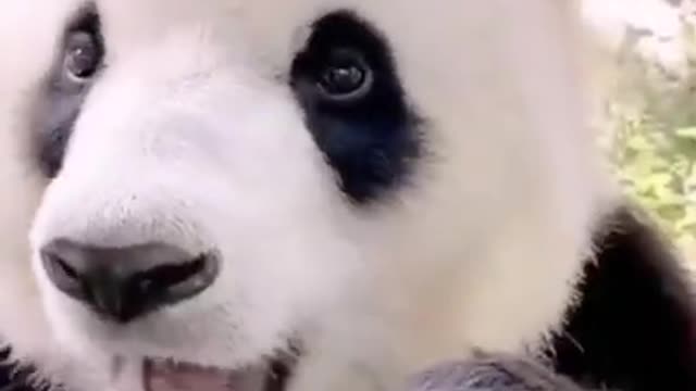 cute panda eating