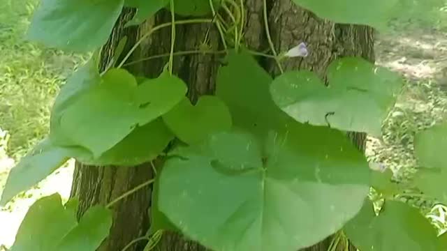 The leaf climbed up the big tree