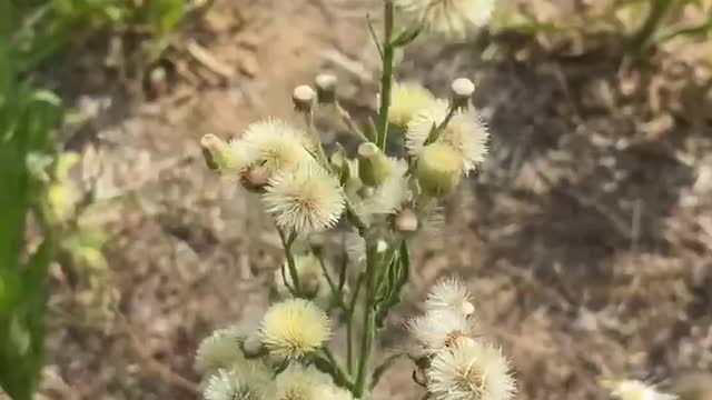 The wind blows the budding white flowers