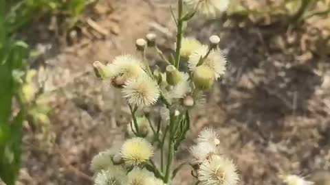 The wind blows the budding white flowers