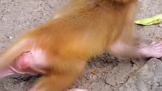 Adorable Baby Monkey You Should Skip Watching #4