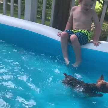 Yorkie Loves to Swim in the Pool