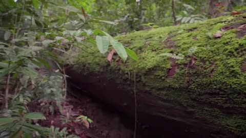 Mind-Controlling Cordyceps Turn Insects into Zombies | Bad Natured | BBC Earth