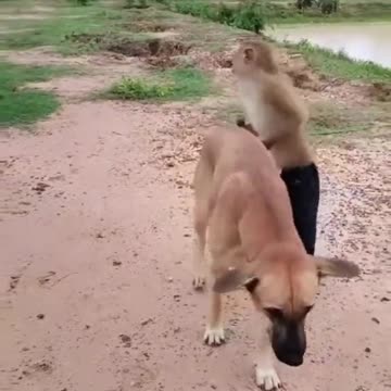 Dog or monkey femous vedio world
