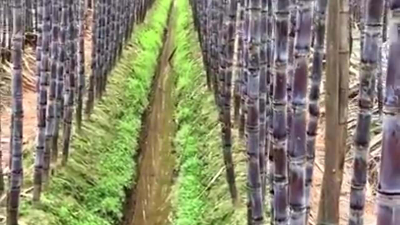 amazing sugar can farm short video