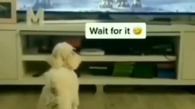 a very very funy fight scene in cat and lion