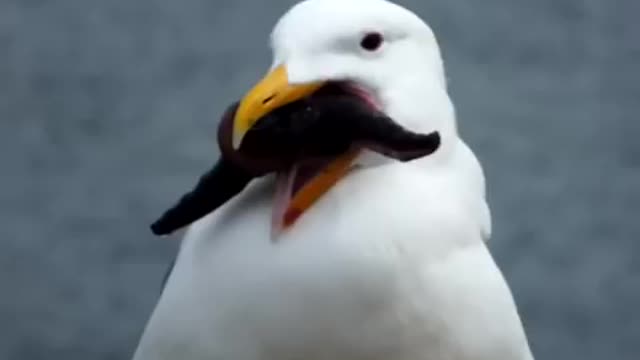 Hungry Seagull swallows a starfish whole