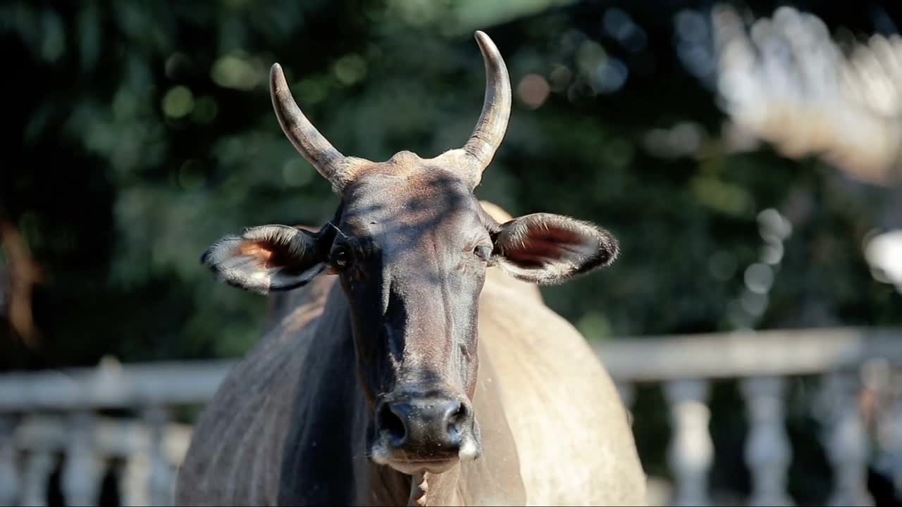 Indian cow by the road