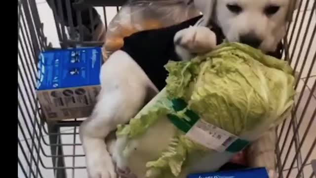 Cute puppy climbing everything and eating cabbage