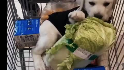 Cute puppy climbing everything and eating cabbage