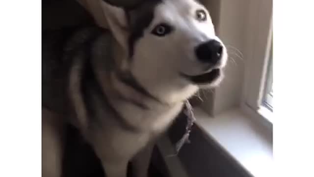 My Husky Said a Sentence!