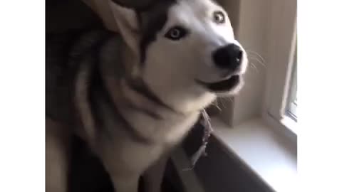 My Husky Said a Sentence!