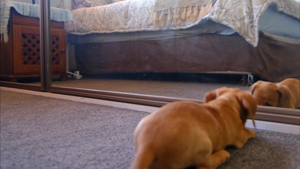 Look at this naughty dog's reaction when he saw himself in the mirror