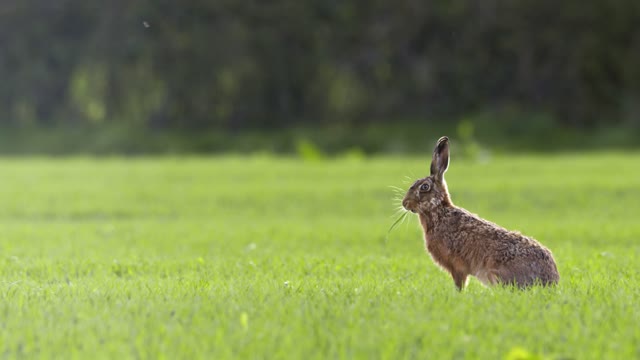 Cute Hare Grazing in Grass Field