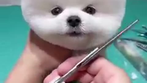 Cute Dog