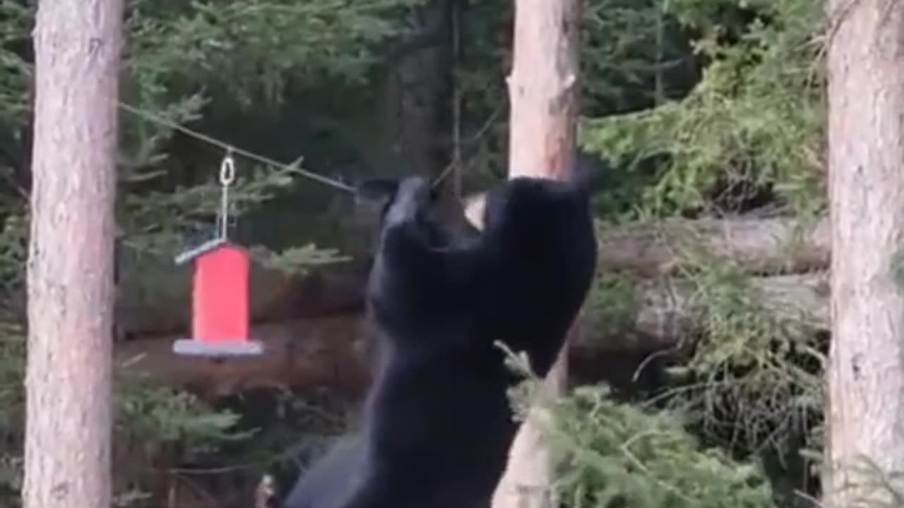 Mission impossibear