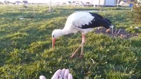 Stork