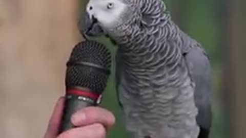 Talking parrot 🦜🦜🦜🦜 in English