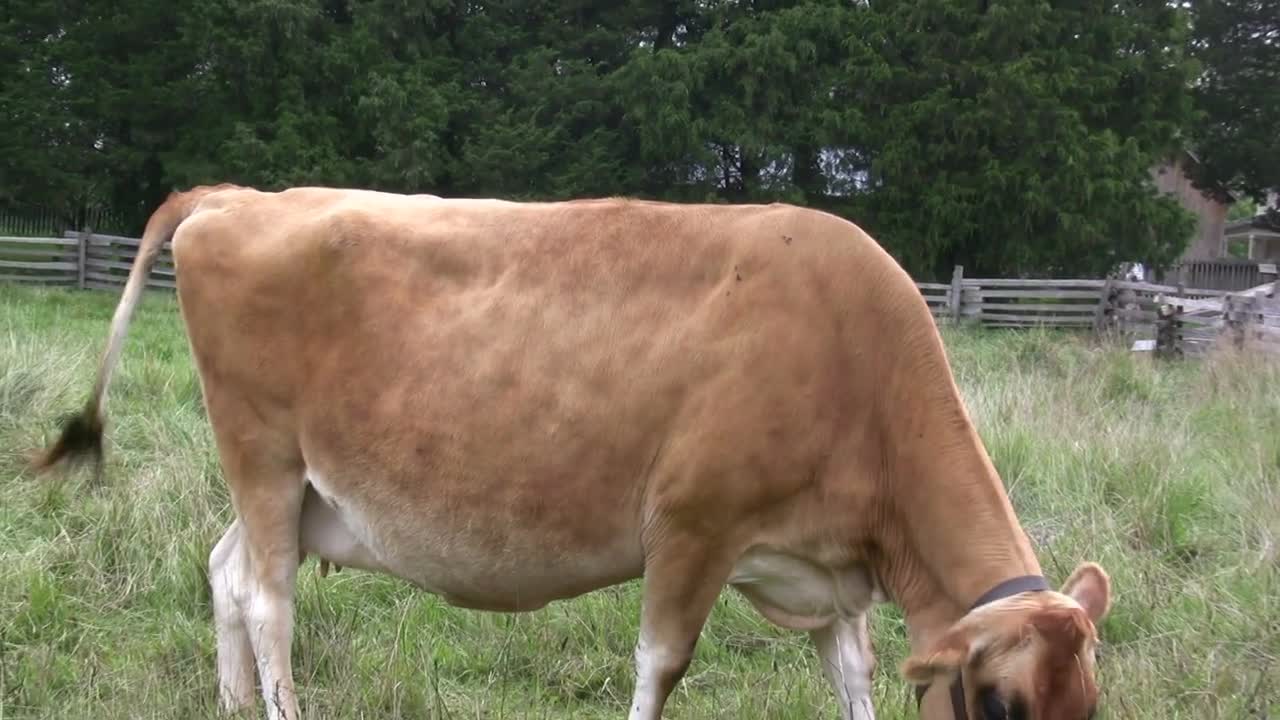 Zoom out from Cow in field eating