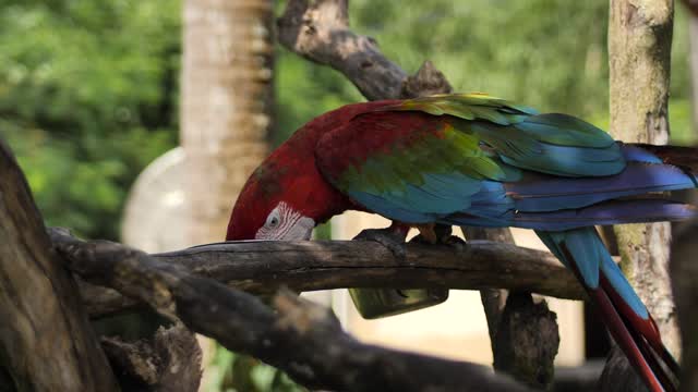 Parrot feeding