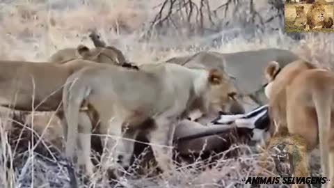 A black horse among the lions? see the video, the most amazing wild animals attacks.