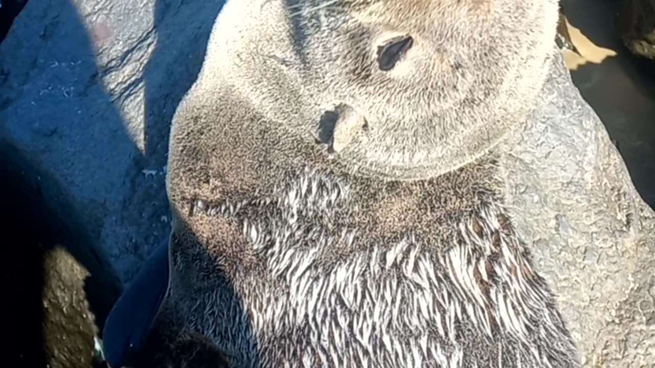 The Day I Found A Seal