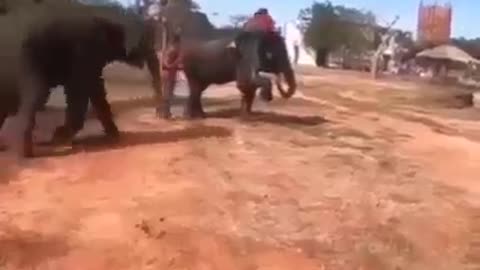 Elephant fun