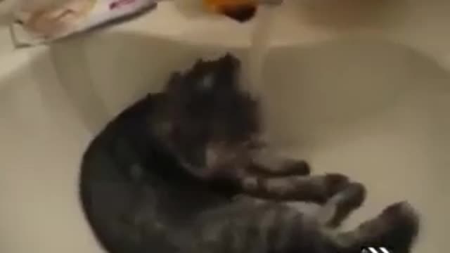 Funny cat video 3