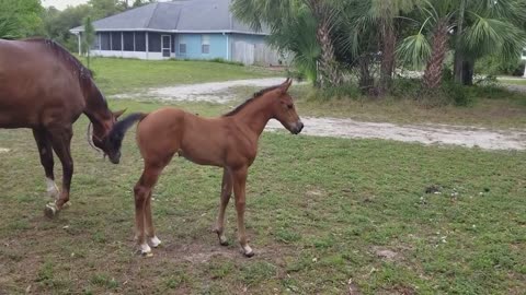 Baby horse kicks mother .