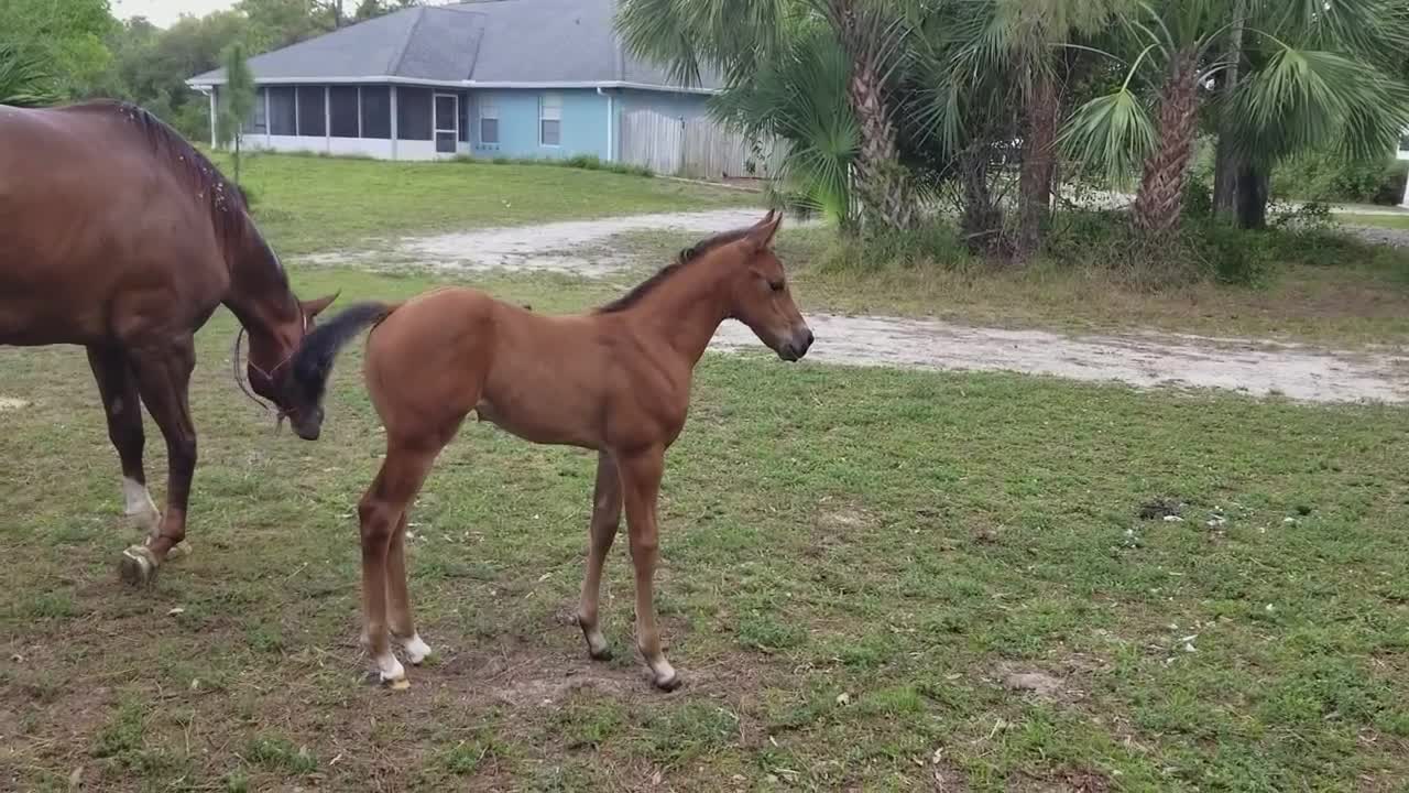 Baby horse kicks mother .