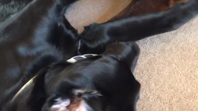 Black dog and brown dog laying on carpet in yellow bandana