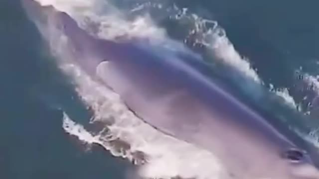 whale chasing dolphin