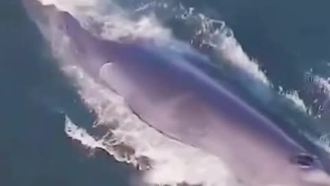 whale chasing dolphin