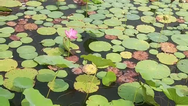 The lotus leaves in the pond full of duckweed sway in the wind