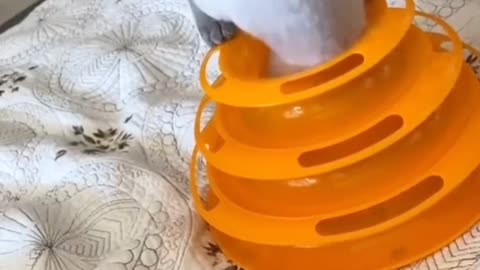 Compilation of my funny cat's best moments