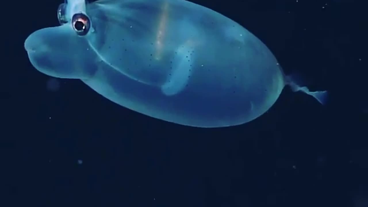 THE PIG SQUID ~ONE OF THE MOST AMAZING DEEP SEA CREATURES